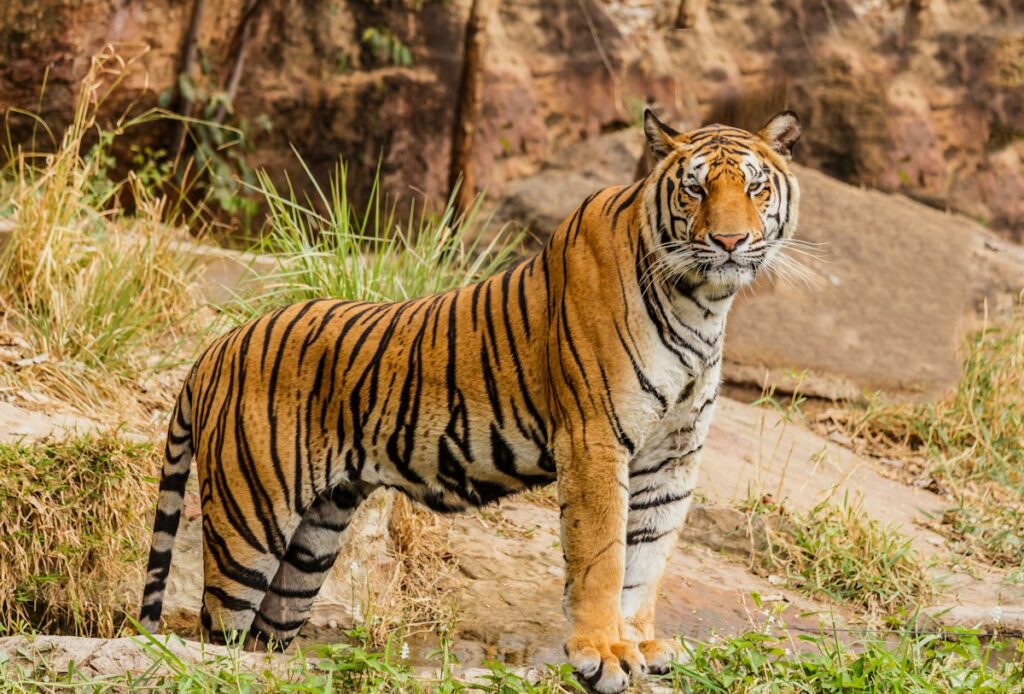 corporate retreat Ranthambore